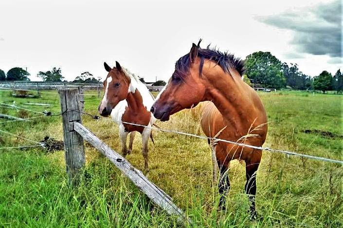 two painted horses in a paddock next to a gate